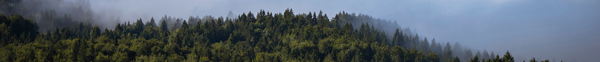 Pagos de Tributos, multas y recibos - Bosque de pinos con un cielo azul
