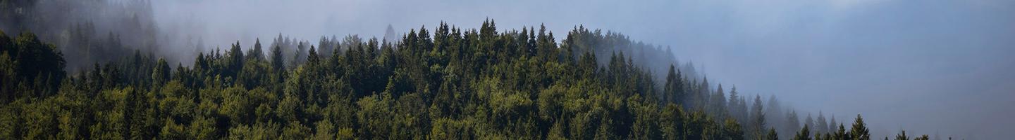 Traslado de Cuentas - Bosque de pinos con un cielo azul