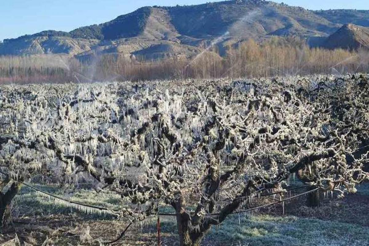 Caja Rural de Teruel lanza una línea de préstamos para combatir las heladas padecidas en el sector agrario