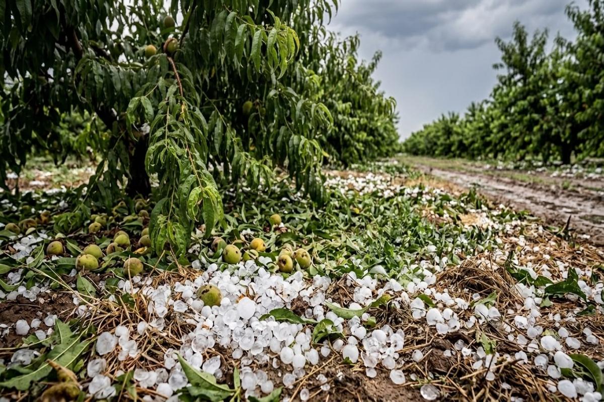 Caja Rural de Teruel y su servicio AGRO Rural acompañan a los agricultores afectados por la granizada de Calanda en la tramitación de los siniestros agrarios