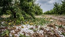 Caja Rural de Teruel y su servicio AGRO Rural acompañan a los agricultores afectados por la granizada de Calanda en la tramitación de los siniestros agrarios
